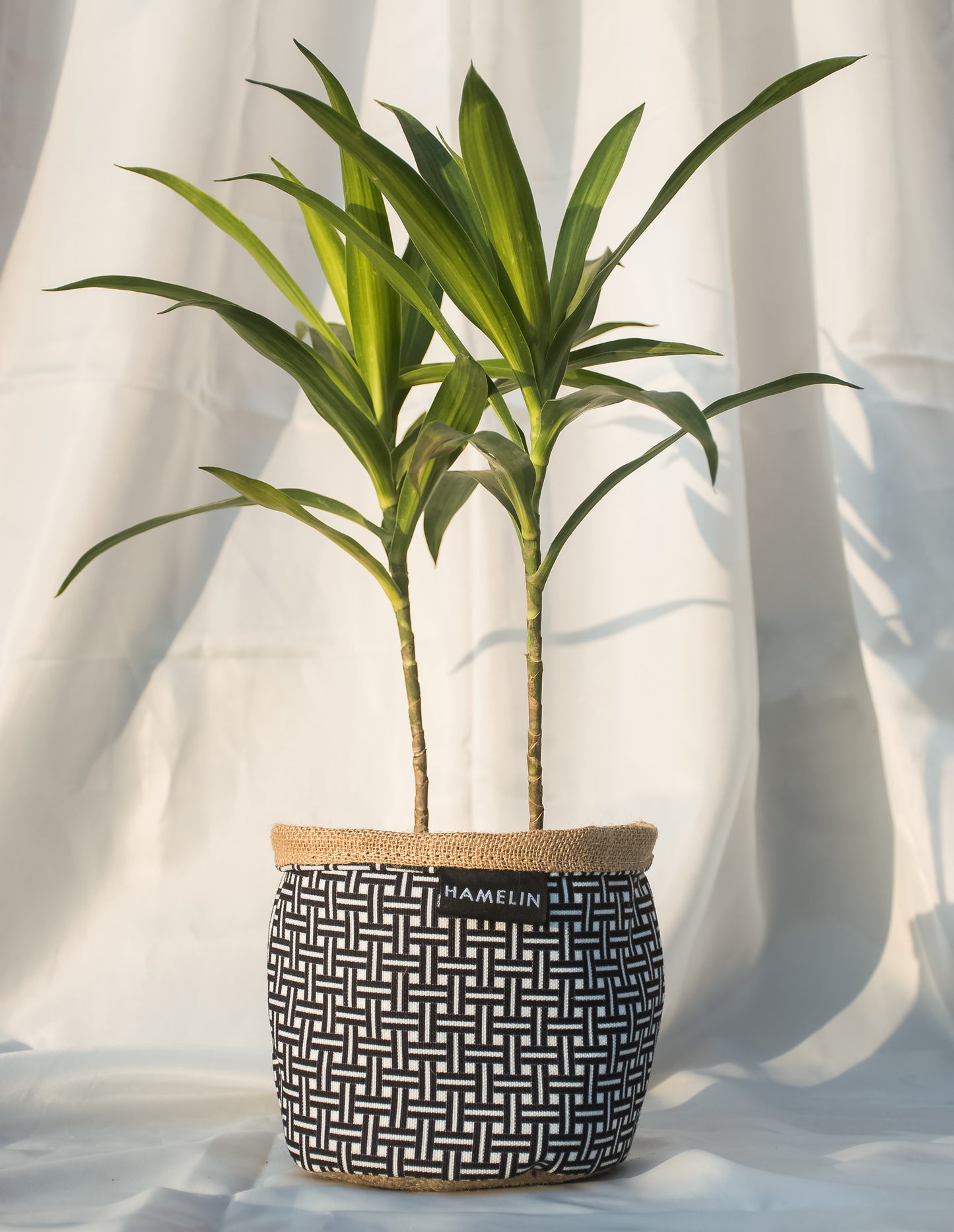 Chic Planter Wraps Mini - Gift Set (Willow)