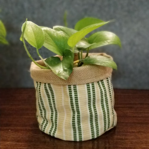 Chic Planter Wrap  (Daisy)