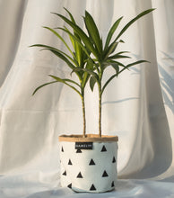 Chic Planter Wraps Mini - Gift Set (Willow)