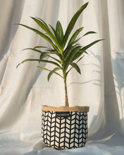 Chic Planter Wraps Mini - Gift Set (Willow)