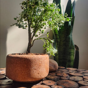 Mia Natural Cork Planter