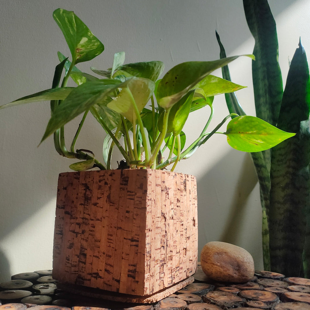 Eva Natural Cork Planter