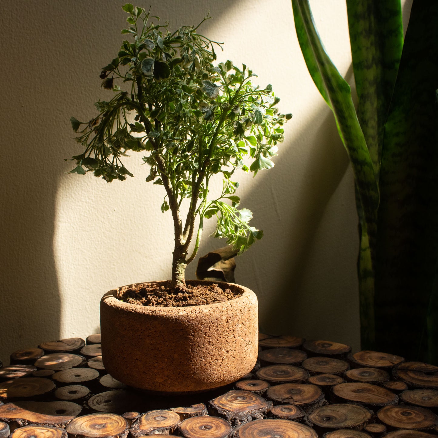 Mia Natural Cork Planter
