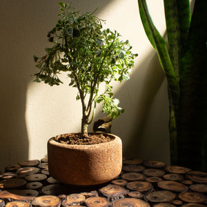 Mia Natural Cork Planter