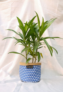 Chic Planter Wraps Mini - Gift set (Indigo)