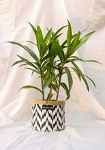 Chic Planter Wraps Mini - Gift Set (Neutra)