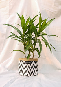Chic Planter Wraps Mini - Gift Set (Neutra)