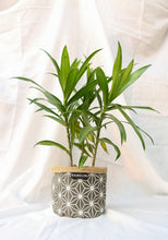 Chic Planter Wraps Mini - Gift Set (Neutra)