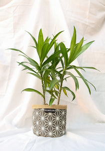 Chic Planter Wraps Mini - Gift Set (Neutra)