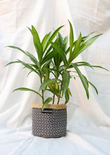 Chic Planter Wraps Mini - Gift Set (Neutra)